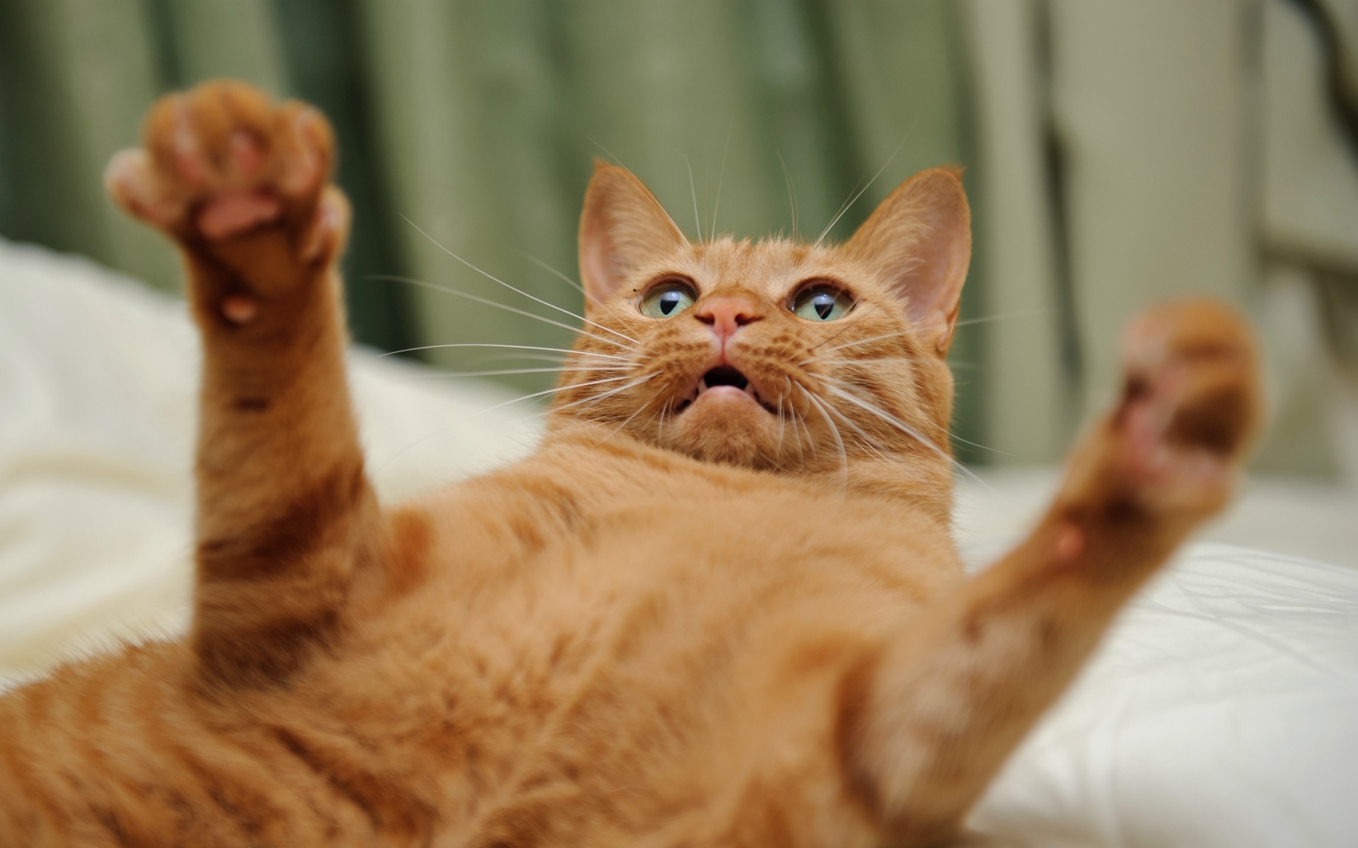Картинки Кошка, красный, прохладный, ноги фото и обои на рабочий стол