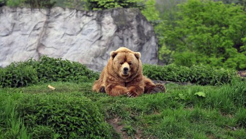 Медведь, коричневый, трава, смешной, ложь