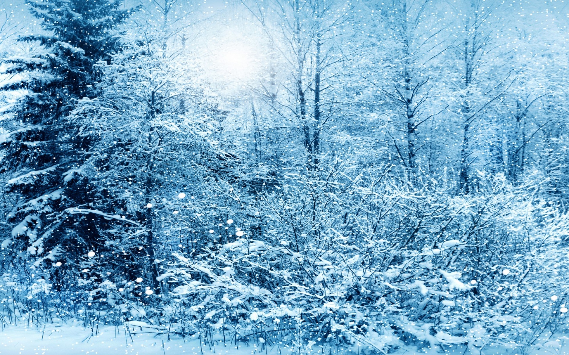 Картинки Зима, снег, деревья фото и обои на рабочий стол