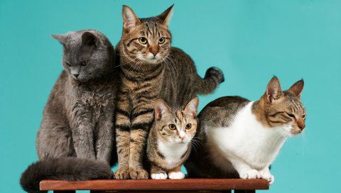 Кошки, фотосессия, четыре