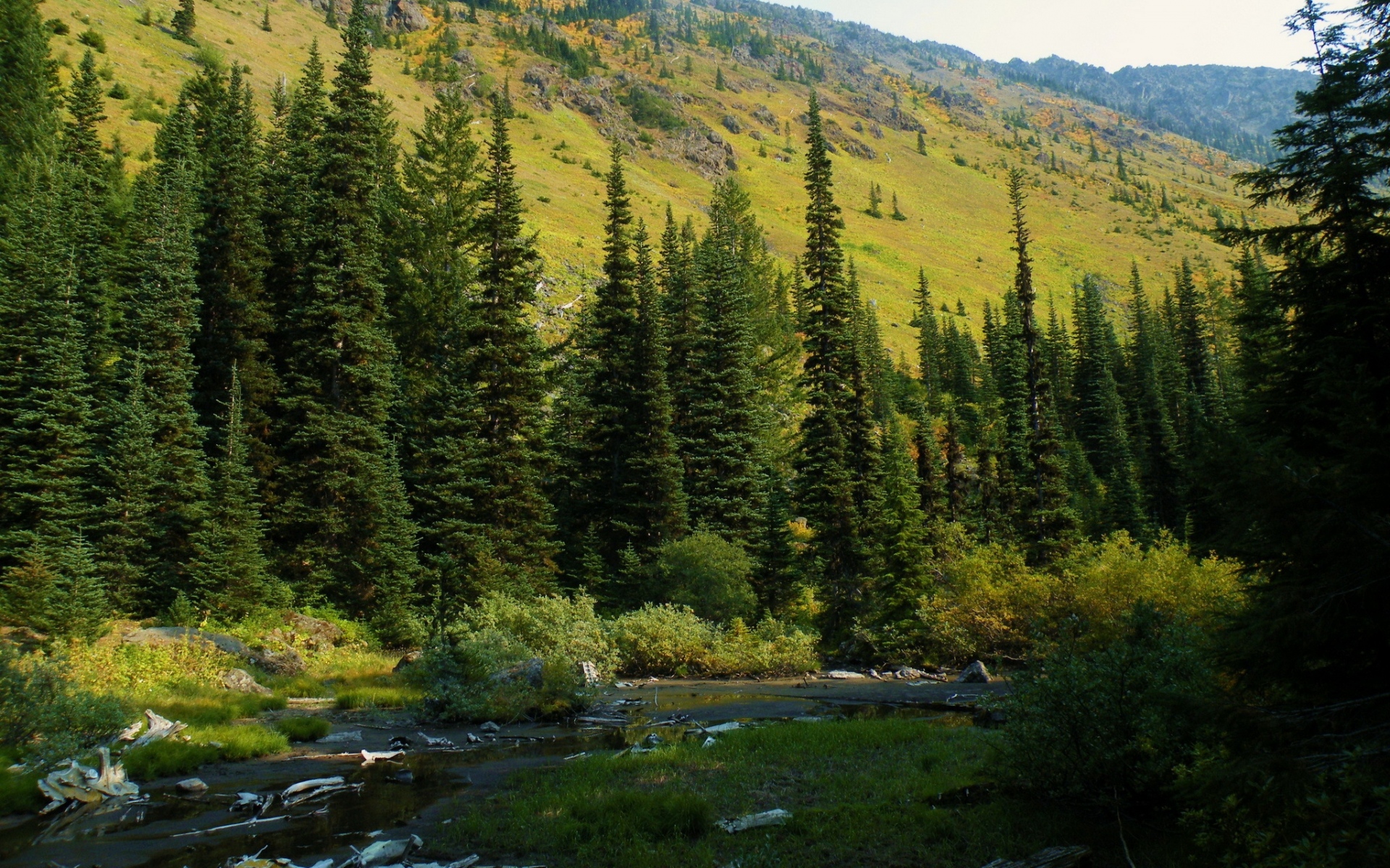 Картинки Usa, washington, mt baker-snoqualmie национальный, лес, река фото и обои на рабочий стол
