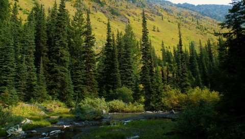 Usa, washington, mt baker-snoqualmie национальный, лес, река