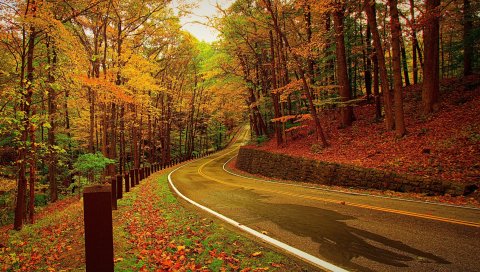 Осень, лес, дорога, поворот