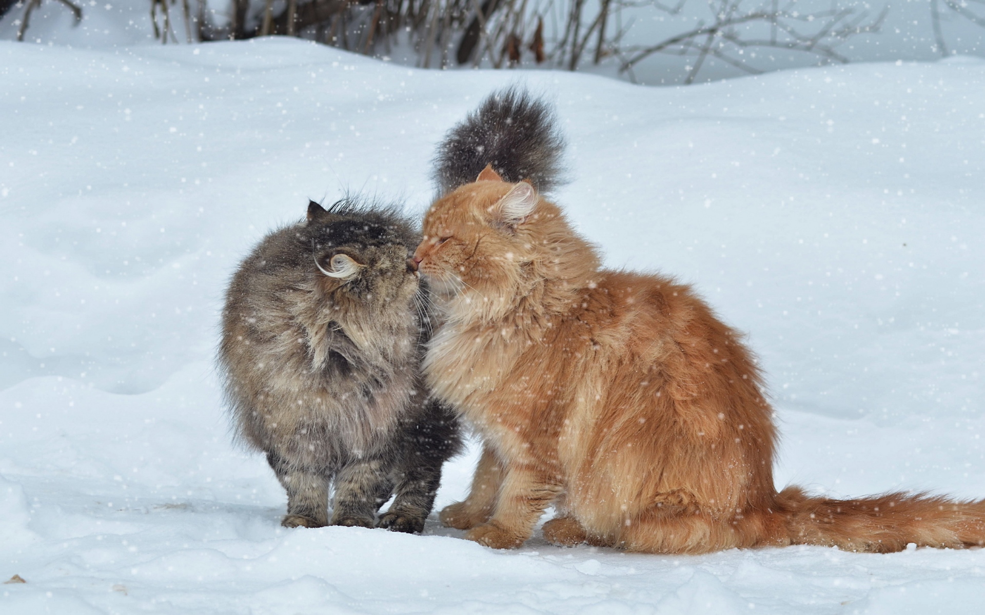 Картинки Кошки, пара, снег, зима, поцелуй фото и обои на рабочий стол