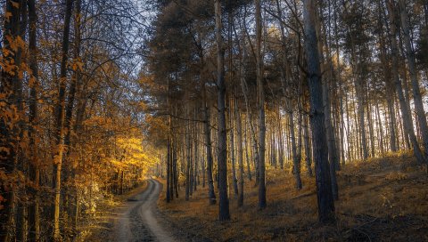 Осень, лес, тропа, трава, деревья
