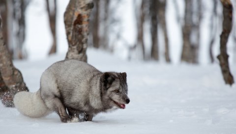 Голубая лиса, бег, лиса