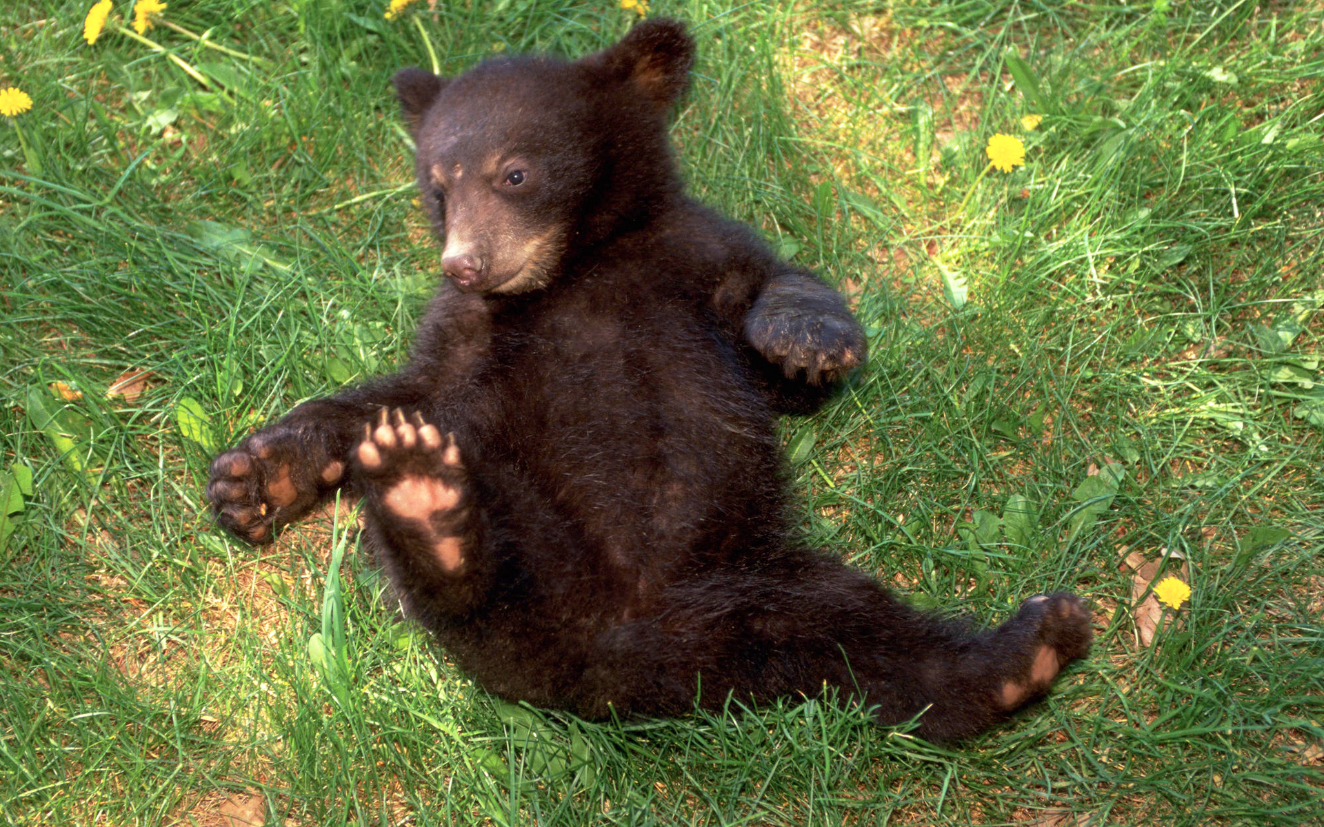 бурый медведь лес трава скачать