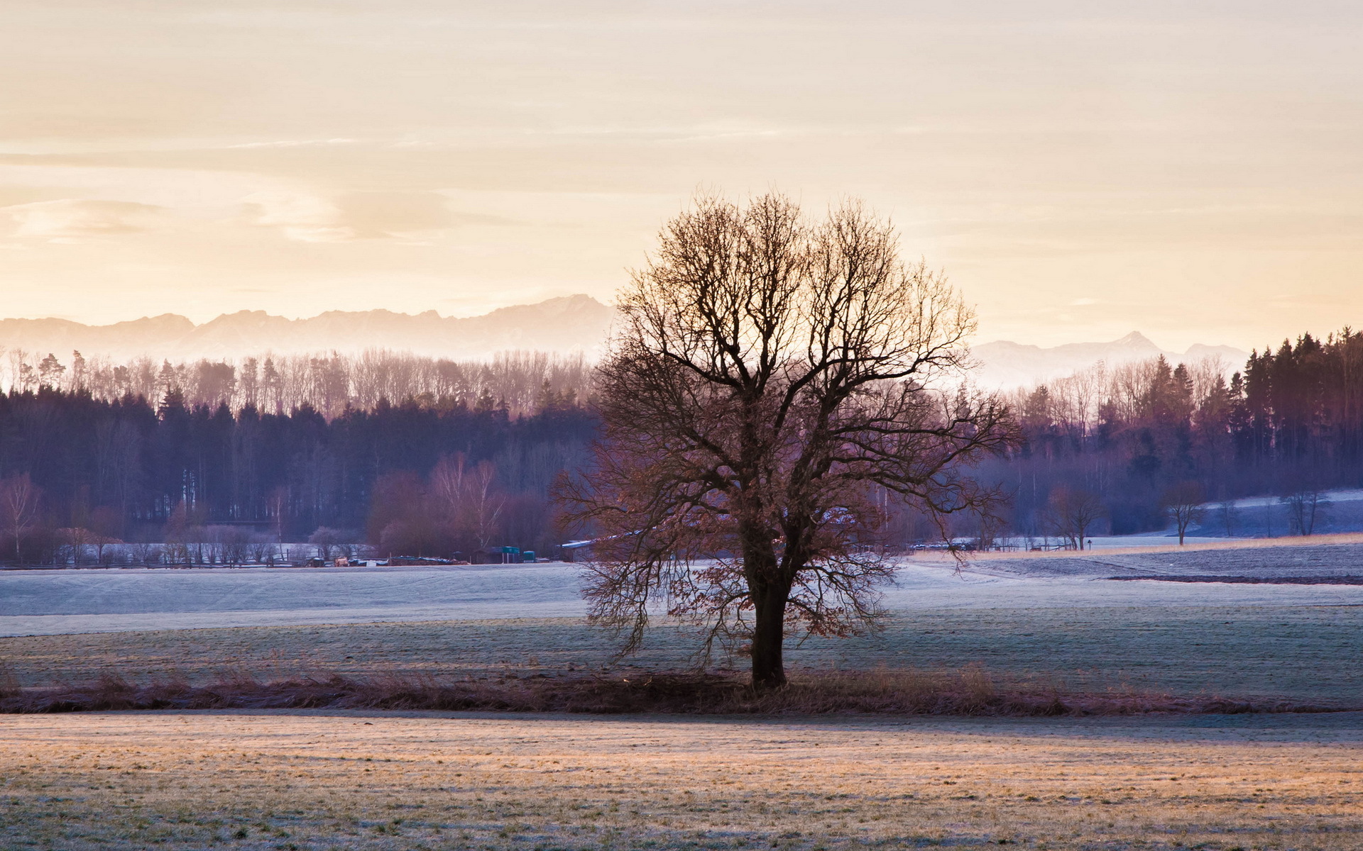 Картинки Дерево, трава, небо, мороз, зима фото и обои на рабочий стол