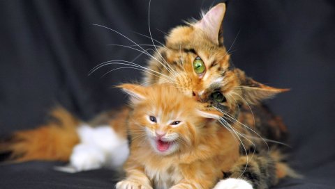 Кошка, мейн-кун, котенок, пятнистый