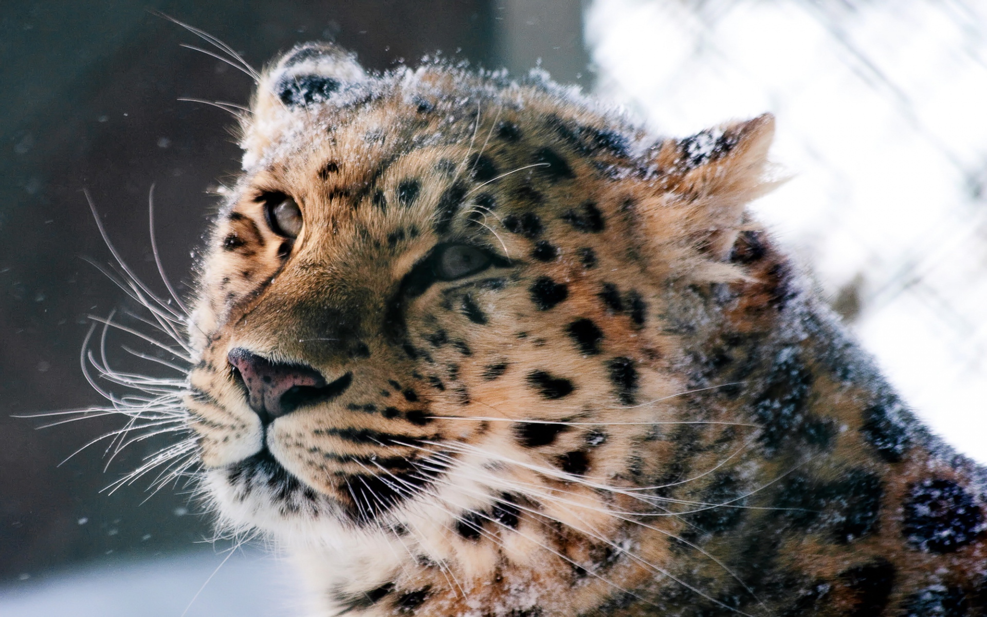 Картинки амурского леопард, дикий кошка, леопард, морда, снег фото и обои на рабочий стол