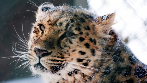 амурского леопард, дикий кошка, леопард, морда, снег