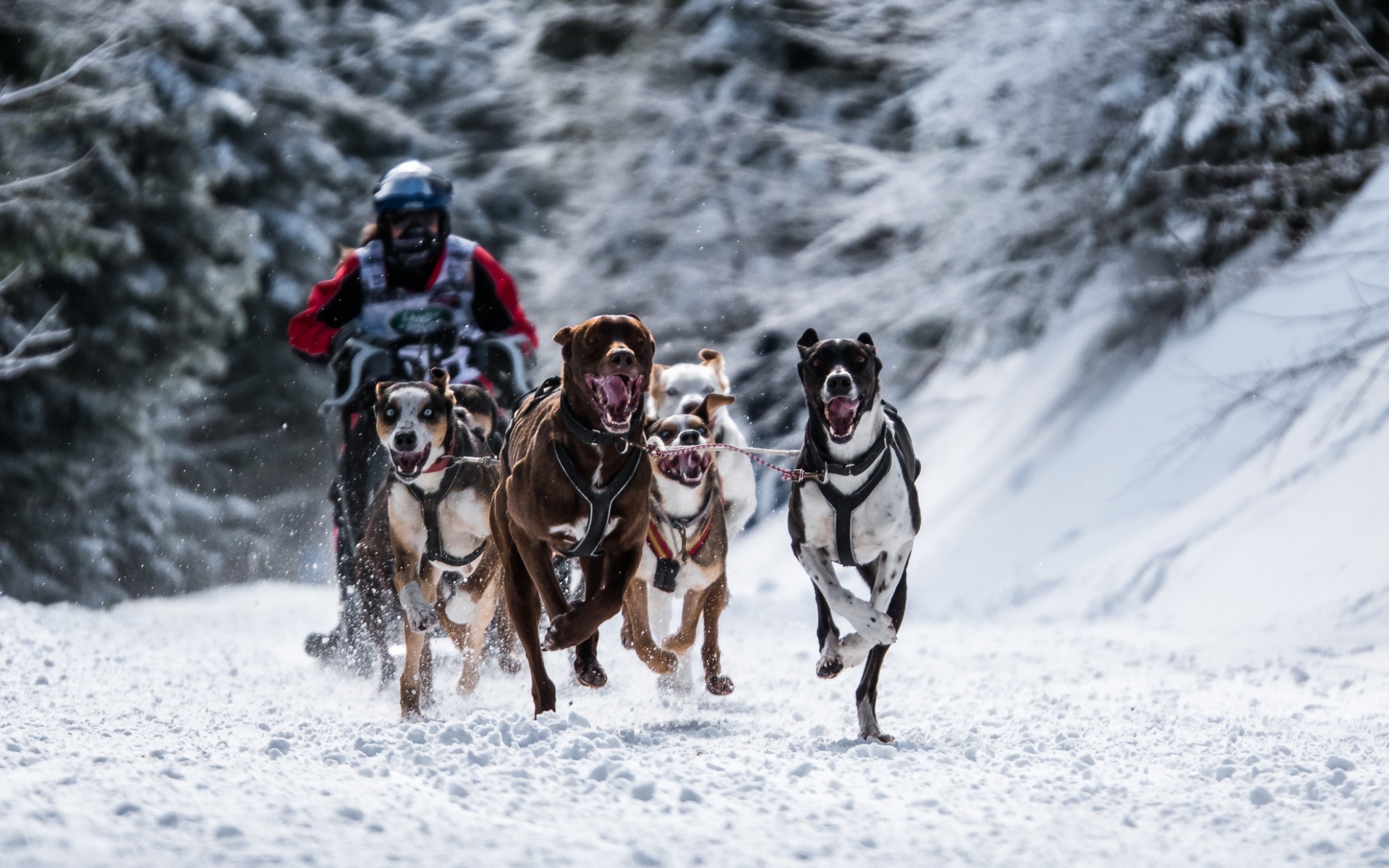 Картинки собака, гонки, зимние виды спорта фото и обои на рабочий стол