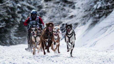 собака, гонки, зимние виды спорта