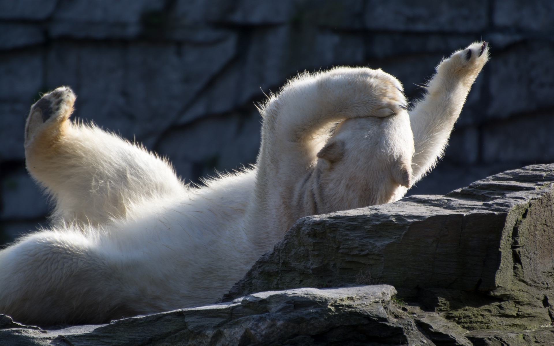 Картинки полярный медведь, лжет, игривый фото и обои на рабочий стол