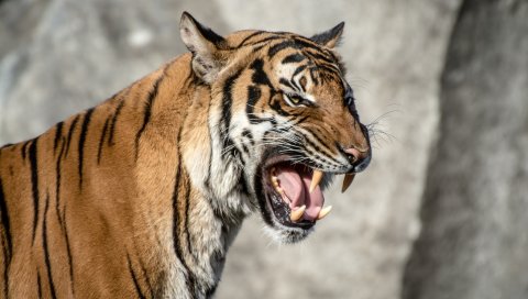 тигр, морда, агрессия, зубы