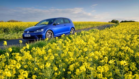 Volkswagen, golf r, mk7, цветы, поле