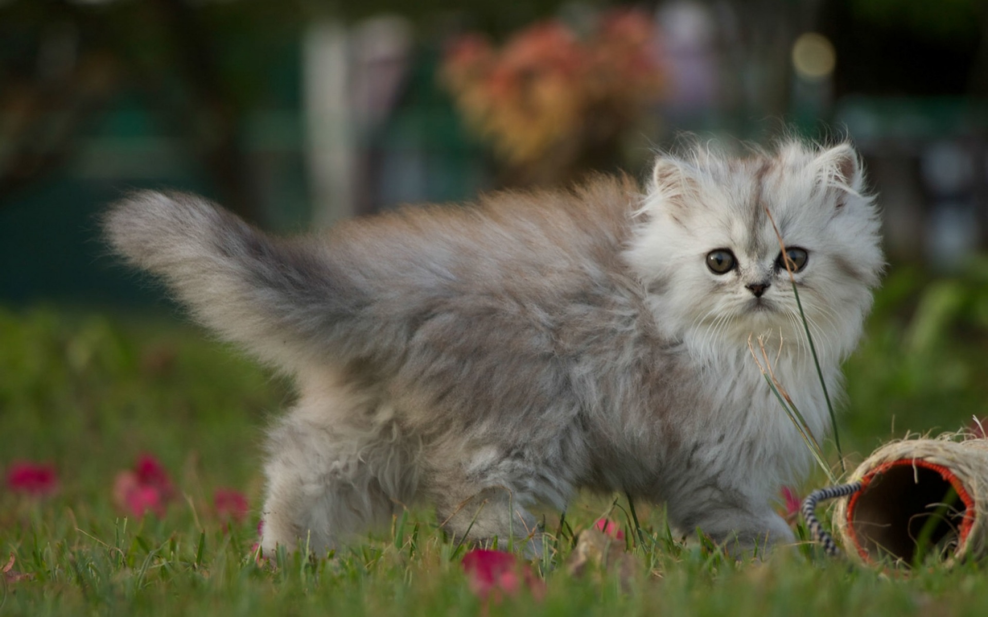 Картинки Котенок, прогулка, пушистый фото и обои на рабочий стол