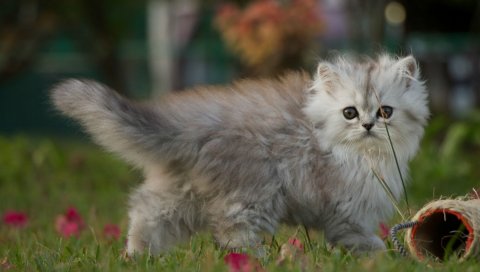 Котенок, прогулка, пушистый