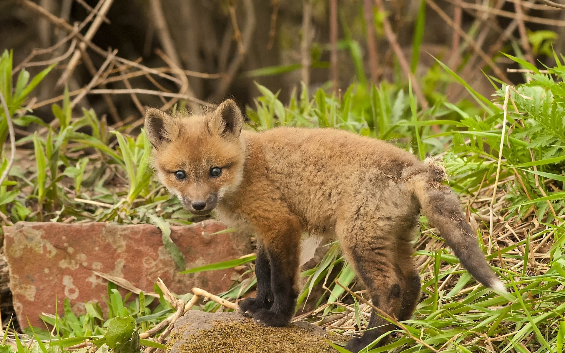 Baby fox фото