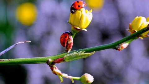 Божьи коровки, бутоны, ветка, весна
