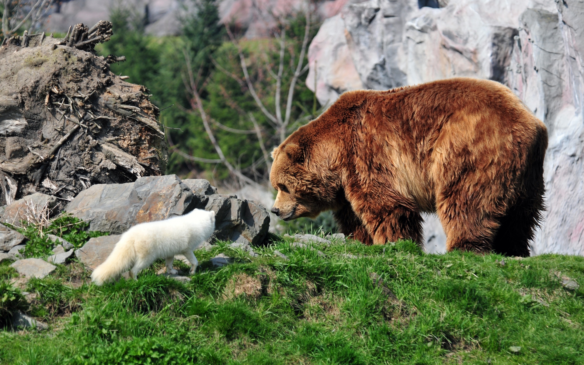 Картинки Медведь, медведь гризли, песец, трава, скалы фото и обои на рабочий стол