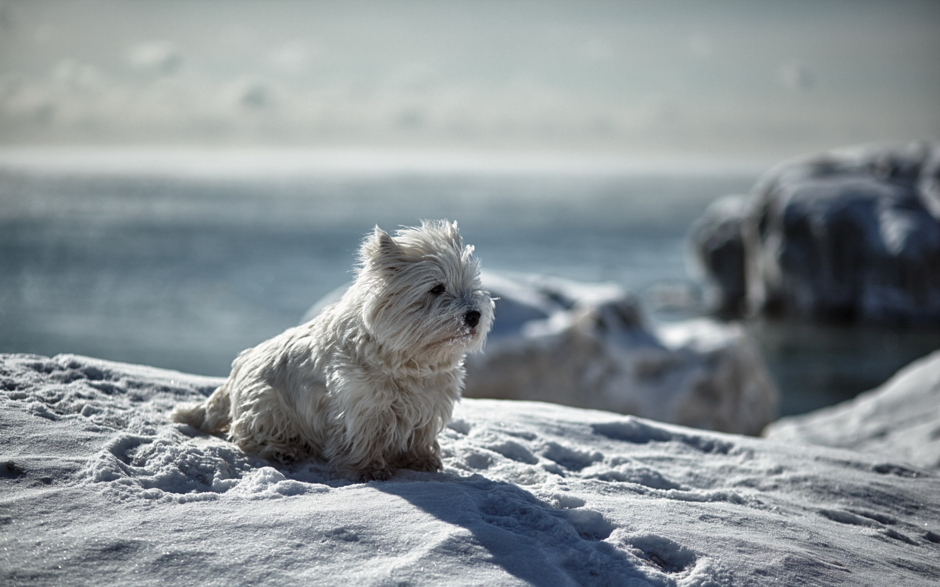 Картинки Собака, снег, зима, игривый фото и обои на рабочий стол