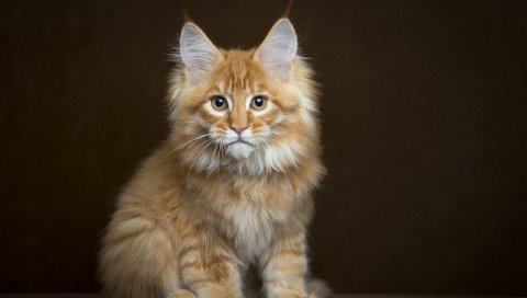 Мейн-кун, котенок, пушистый, вид