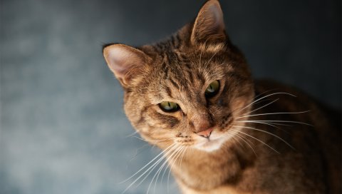 Кошка, лицо, жир, взгляд