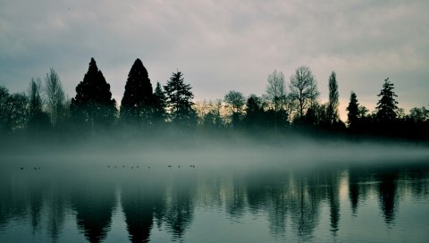 Река, деревья, туман, отражение