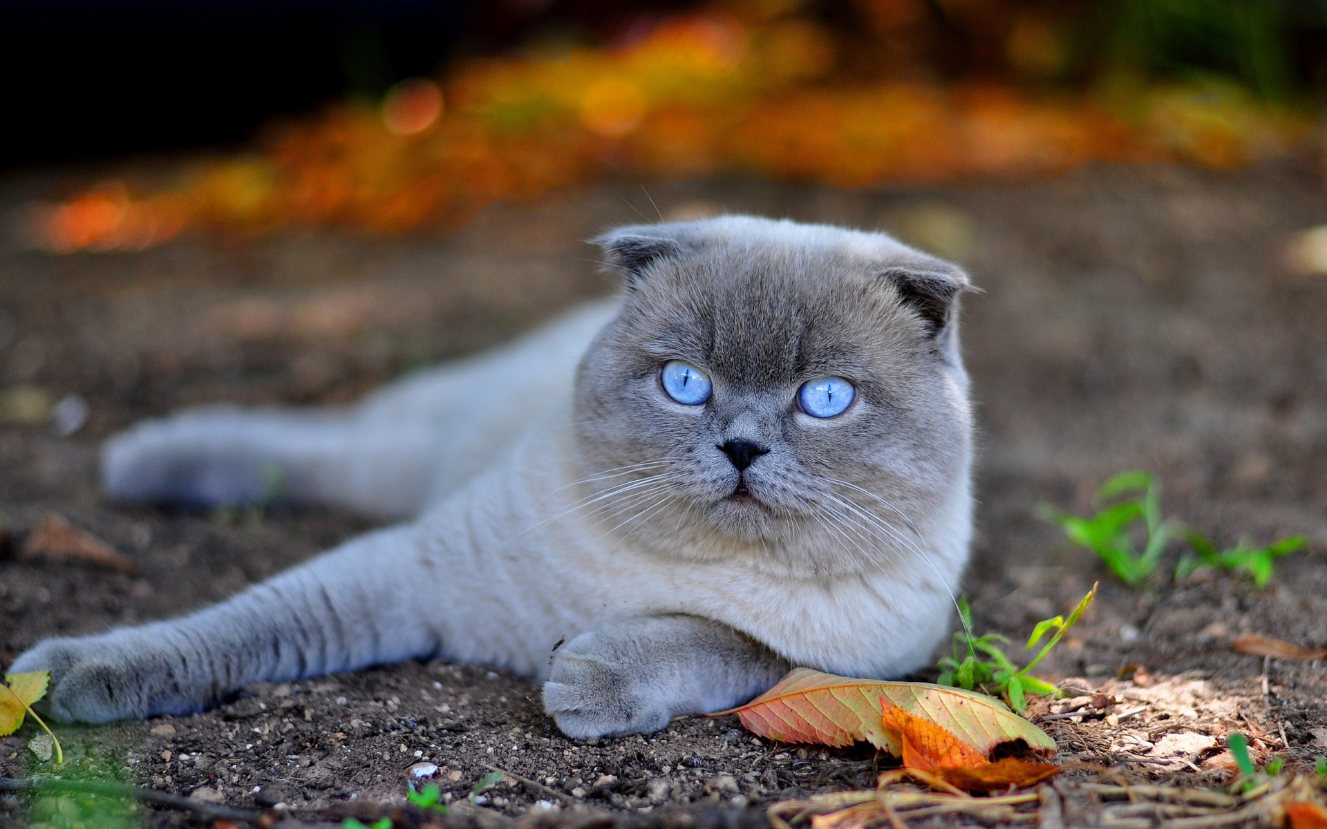 Картинки Кошка, голубые глаза, лицо, осень, листья, ложь фото и обои на рабочий стол