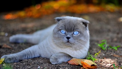 Кошка, голубые глаза, лицо, осень, листья, ложь