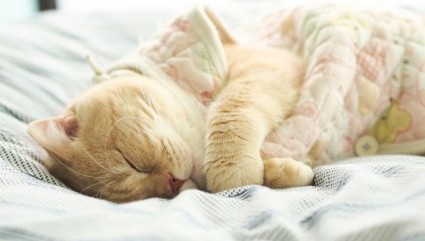 Кошка, британская кошка, сон, белый