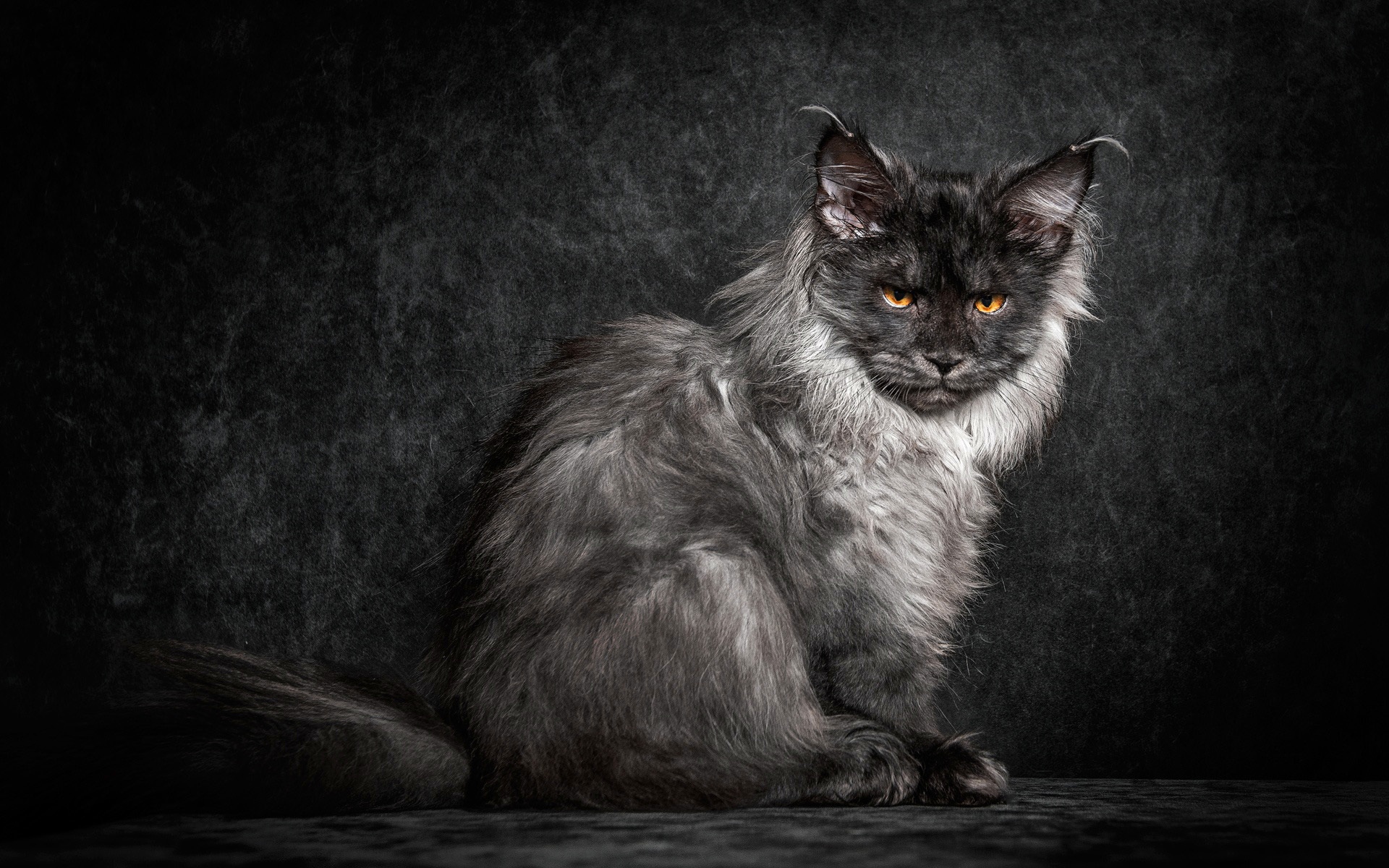 Картинки Мейн-кун, кошка, черный, котенок фото и обои на рабочий стол