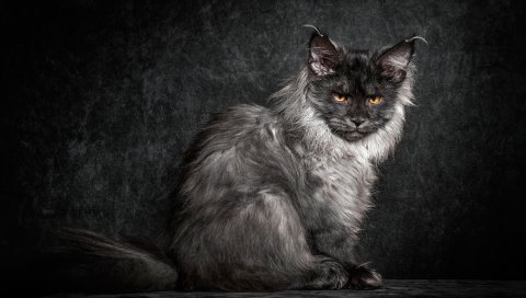 Мейн-кун, кошка, черный, котенок