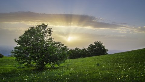 Дерево, рассвет, трава