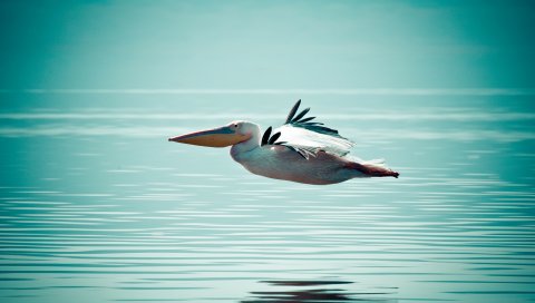 пеликан, птица, вода, поверхность, полет