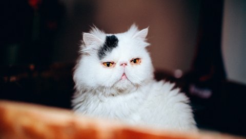кошка, лицо, породистый, белый