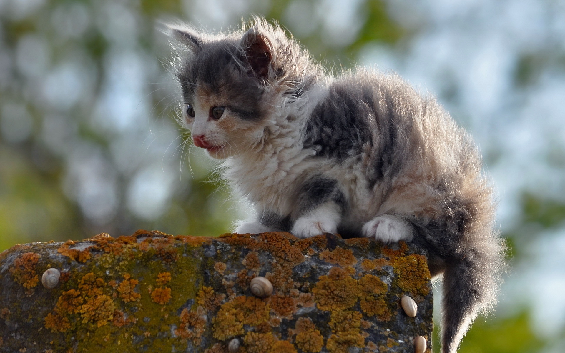 Картинки Котенок, пятнистый, открытый, сидя фото и обои на рабочий стол