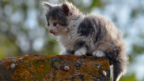 Котенок, пятнистый, открытый, сидя