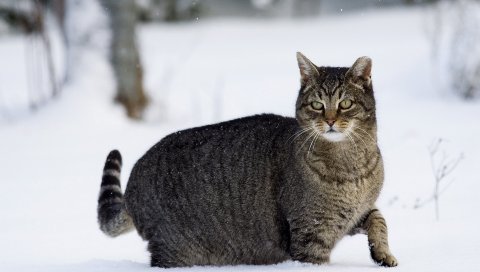 Кот, зима, снег, прогулка