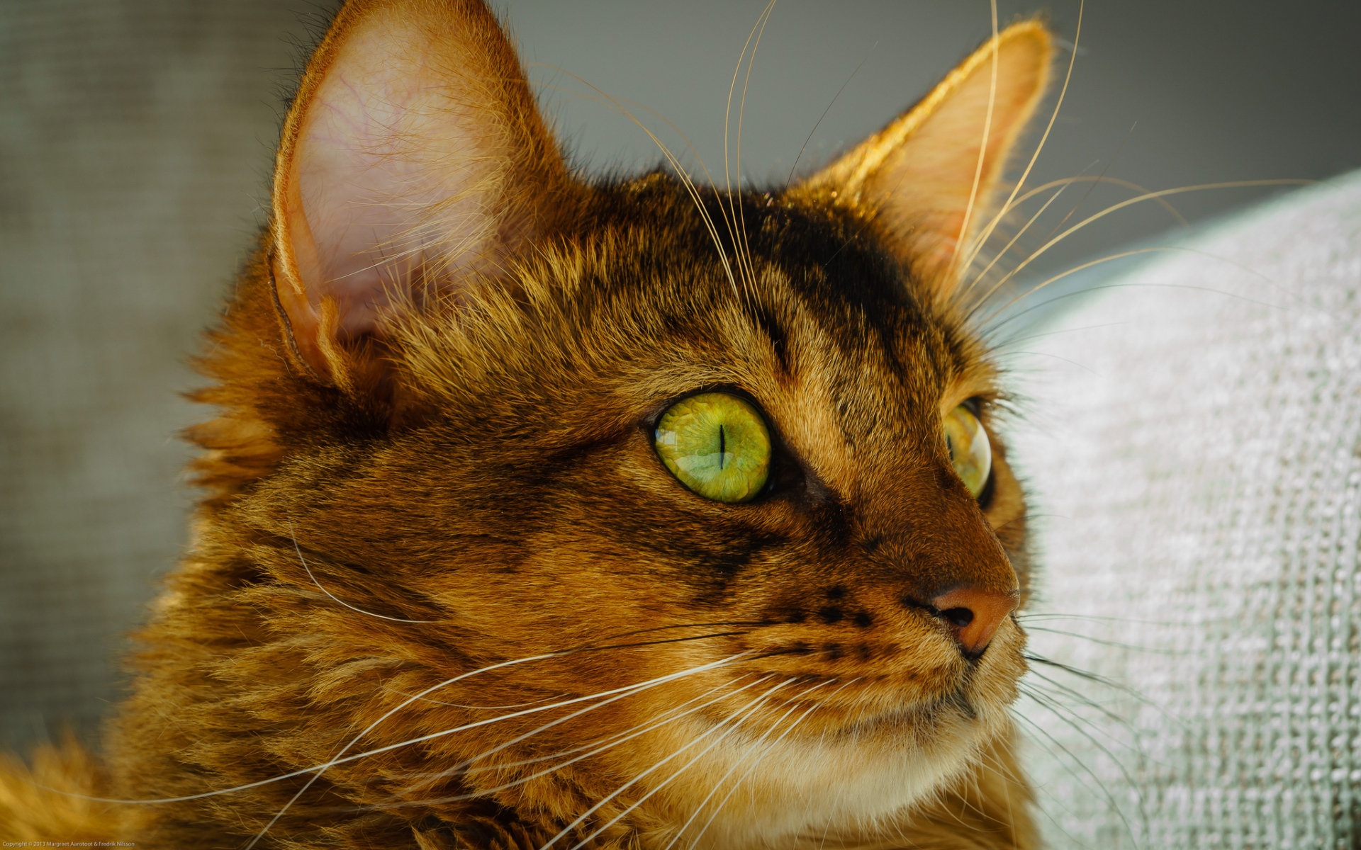Картинки Кошка, лицо, глаза, зеленые глаза фото и обои на рабочий стол