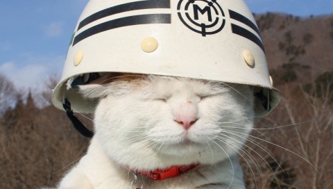 Кошка, шляпа, солнце, косичка