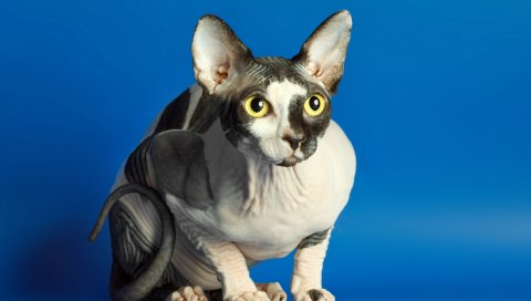 Сфинкс, кошка, пятнистый