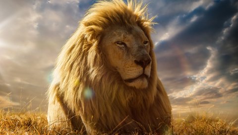 Лев, царь зверей, грива, саванна