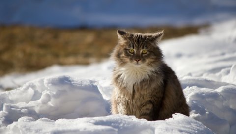 Кот, зима, пушистый, снег