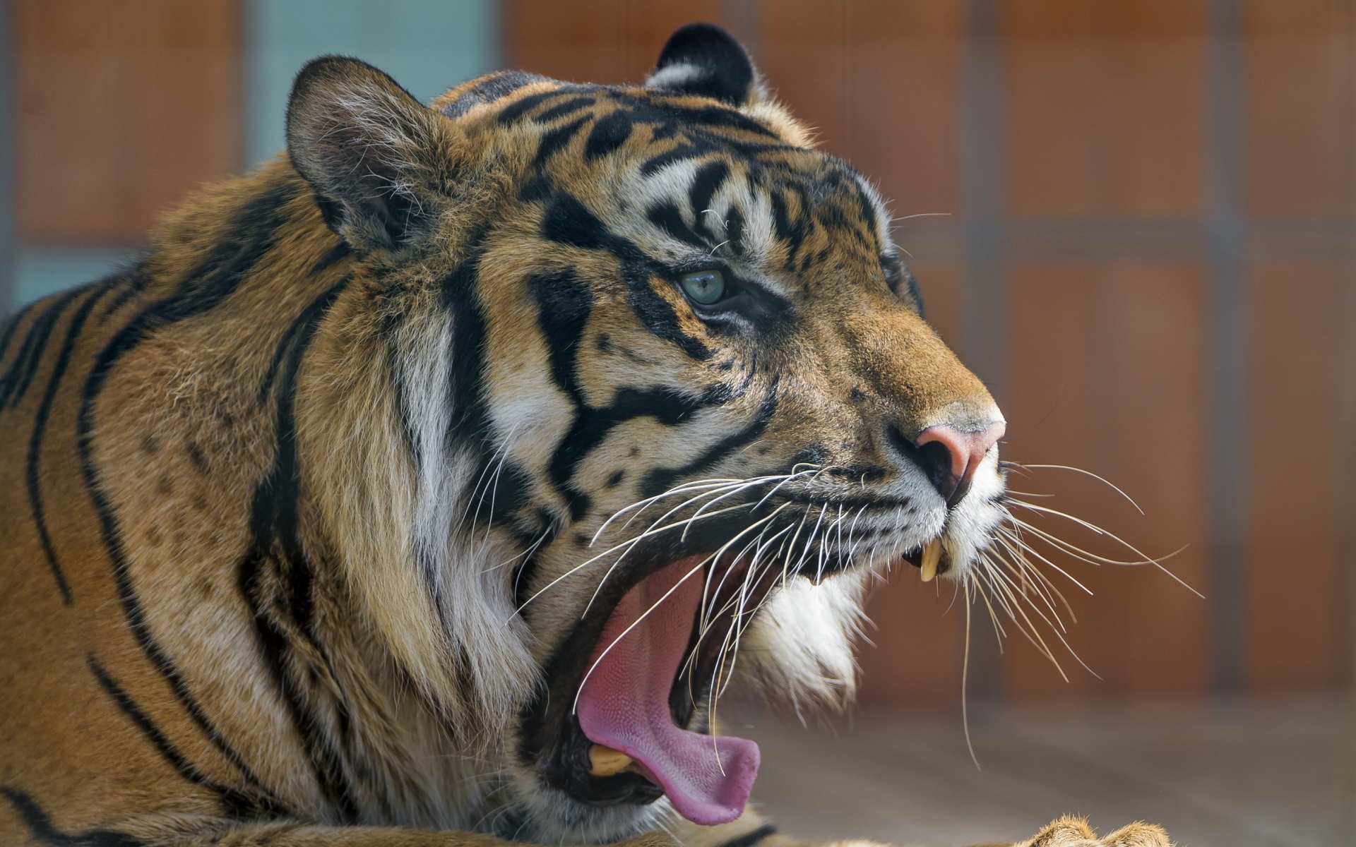 Картинки Тигр, хищник, рот, зевая, агрессия фото и обои на рабочий стол