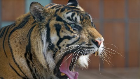 Тигр, хищник, рот, зевая, агрессия