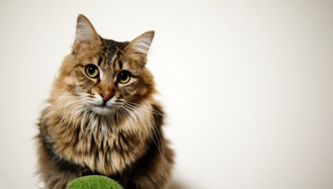 Кошка, пушистый, сидящий, глаза, лицо