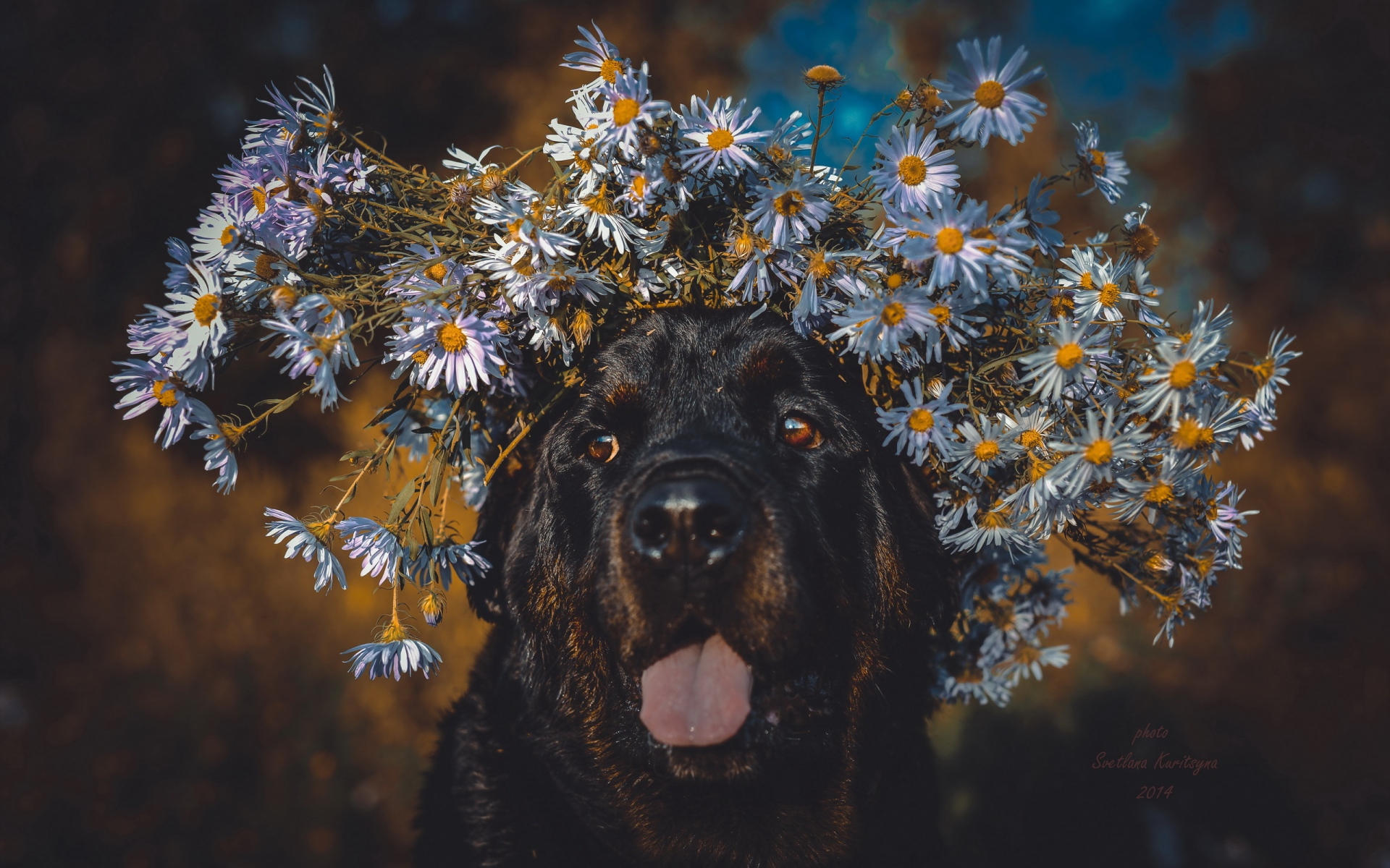 Картинки Собака, выступающий язык, лицо, цветы, венок фото и обои на рабочий стол