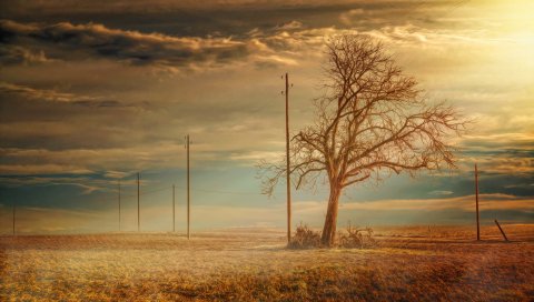 Дерево, поле, трава, закат, провода, столбы, hdr